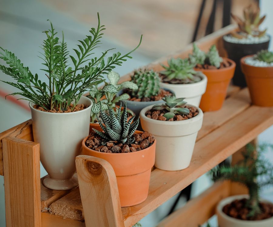 House plants on a shelf