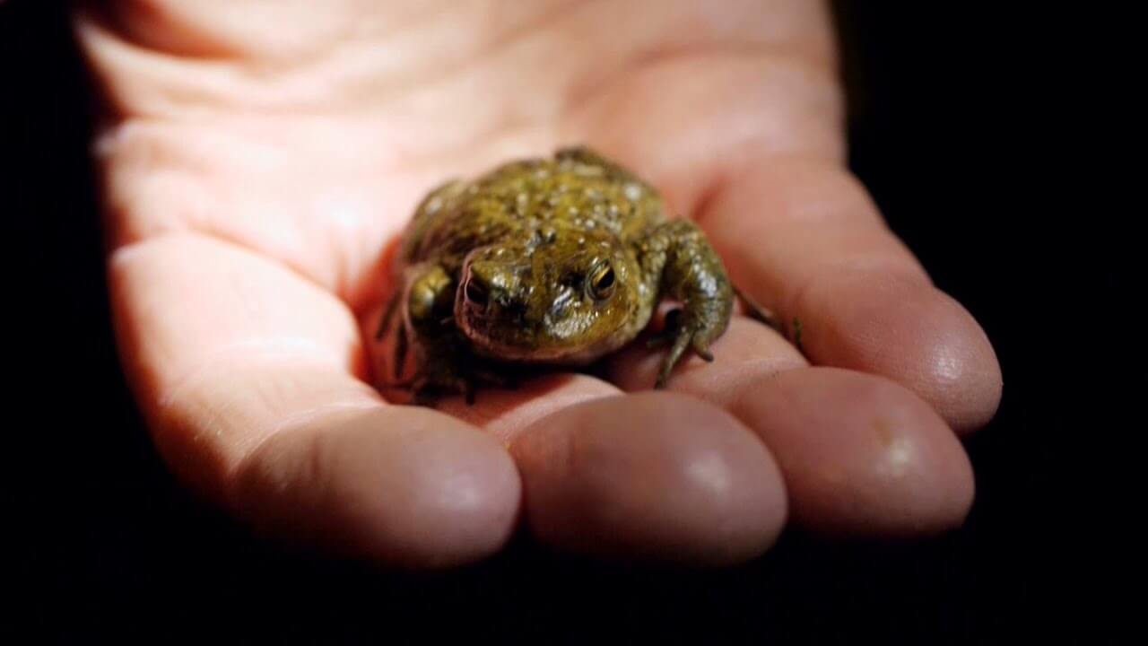 Picture of a toad on a hand