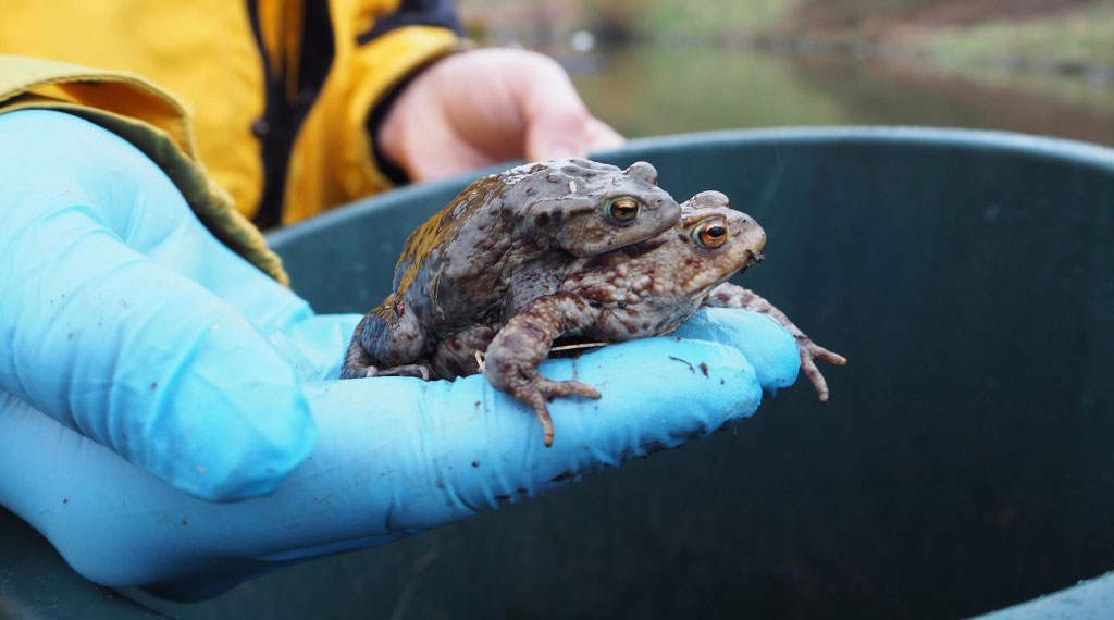 Two toads being held in a persons hand over a bucket